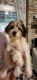 YorkiePoo Puppies for sale in Katy, TX, USA. price: $500