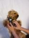 YorkiePoo Puppies for sale in Herriman, UT 84096, USA. price: $400