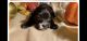 YorkiePoo Puppies for sale in Summerville, SC, USA. price: $2,000