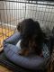 YorkiePoo Puppies for sale in 19 Franklin St, Stoneham, MA 02180, USA. price: $1,400