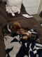 YorkiePoo Puppies for sale in Goldsboro, NC, USA. price: $250,000