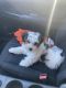 YorkiePoo Puppies for sale in Dearborn Heights, MI 48127, USA. price: $700