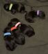 YorkiePoo Puppies for sale in Jenison, Georgetown Twp, MI 49428, USA. price: NA