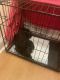 YorkiePoo Puppies for sale in West Chester, PA, USA. price: NA