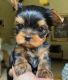 YorkiePoo Puppies for sale in Kansas City, MO, USA. price: $550