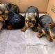 YorkiePoo Puppies for sale in San Francisco, CA, USA. price: $350
