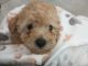 YorkiePoo Puppies for sale in Palm Bay, FL 32908, USA. price: $1,950