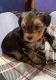 YorkiePoo Puppies for sale in Dunkirk, IN 47336, USA. price: $1,500