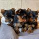 YorkiePoo Puppies for sale in Gainesville, FL 32606, USA. price: NA