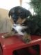 YorkiePoo Puppies for sale in Mayslick, KY 41055, USA. price: $800