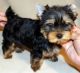 YorkiePoo Puppies for sale in Carlsbad, CA, USA. price: $500