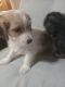 YorkiePoo Puppies for sale in Huntingdon, PA 16652, USA. price: $350