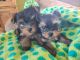 YorkiePoo Puppies for sale in Miami, FL, USA. price: $1,300