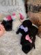 YorkiePoo Puppies for sale in Roanoke, VA, USA. price: $1,800