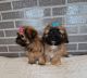 YorkiePoo Puppies for sale in Colville, WA 99114, USA. price: $800