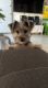 YorkiePoo Puppies for sale in Riverside, CA, USA. price: NA