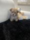 YorkiePoo Puppies for sale in Cherry Hill, NJ, USA. price: $2,650