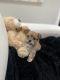 YorkiePoo Puppies for sale in Cherry Hill, NJ, USA. price: NA