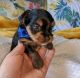 YorkiePoo Puppies for sale in Los Angeles, CA, USA. price: $650