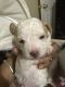 YorkiePoo Puppies for sale in Atlanta, GA, USA. price: $900