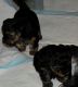 YorkiePoo Puppies for sale in Snohomish, WA, USA. price: $1,500