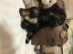 YorkiePoo Puppies for sale in Lancaster, OH 43130, USA. price: NA