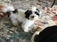 YorkiePoo Puppies for sale in 53 Orchard Cir, Edgefield, SC 29824, USA. price: NA