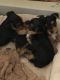 YorkiePoo Puppies for sale in Smithville, TN 37166, USA. price: $1,300