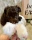 YorkiePoo Puppies for sale in Bennington, IN 47043, USA. price: $700