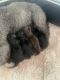 YorkiePoo Puppies for sale in Waldorf, MD, USA. price: NA