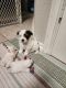 YorkiePoo Puppies for sale in Arlington, TX, USA. price: $650