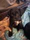 YorkiePoo Puppies for sale in Camden, NJ 08103, USA. price: $1,800