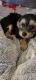 YorkiePoo Puppies for sale in Rochelle, GA 31079, USA. price: NA