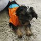 YorkiePoo Puppies for sale in North Las Vegas, NV, USA. price: NA