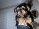 YorkiePoo Puppies for sale in Torrance, CA, USA. price: $1,200