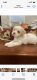 YorkiePoo Puppies for sale in Diboll, TX 75941, USA. price: $1,000