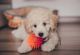 YorkiePoo Puppies for sale in Upper Marlboro, MD 20772, USA. price: $650