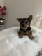 YorkiePoo Puppies for sale in 2964 W Taunton Rd, Avon Park, FL 33825, USA. price: $1,200