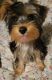 YorkiePoo Puppies for sale in 180 Thompson St, New York, NY 10012, USA. price: NA
