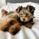 YorkiePoo Puppies for sale in U.S. Rt. 66, Albuquerque, NM, USA. price: NA