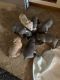 YorkiePoo Puppies for sale in Half Moon Bay, CA, USA. price: $400