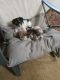 YorkiePoo Puppies for sale in Huntingdon, PA 16652, USA. price: $650