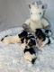YorkiePoo Puppies for sale in 1031 E Benson Hwy, Tucson, AZ 85713, USA. price: NA