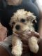YorkiePoo Puppies for sale in Las Vegas, NV, USA. price: $1,600