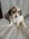 YorkiePoo Puppies for sale in Huntingdon, PA 16652, USA. price: NA