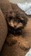 YorkiePoo Puppies for sale in Ripley, MS 38663, USA. price: NA