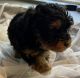 YorkiePoo Puppies for sale in Ripley, MS 38663, USA. price: $1,300