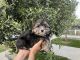 YorkiePoo Puppies for sale in Whittier, CA, USA. price: $699