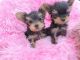 YorkiePoo Puppies for sale in New York, NY, USA. price: $1,000