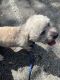 YorkiePoo Puppies for sale in Boynton Beach, FL, USA. price: NA